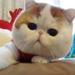 Meet your Posher, Chulinh